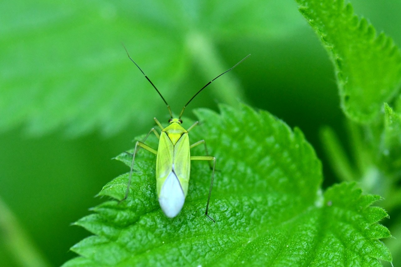 Calocoris alpestris (Meyer-Dür, 1843)