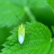 Calocoris alpestris (Meyer-Dür, 1843)