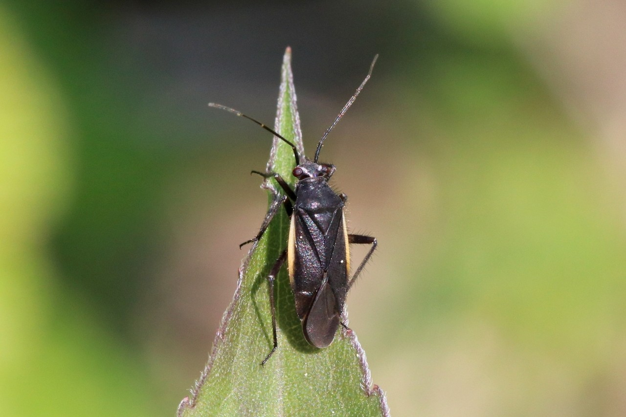 Capsodes gothicus (Linneaus, 1758) (forme noire)