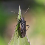 Capsodes gothicus (Linneaus, 1758) (forme noire)