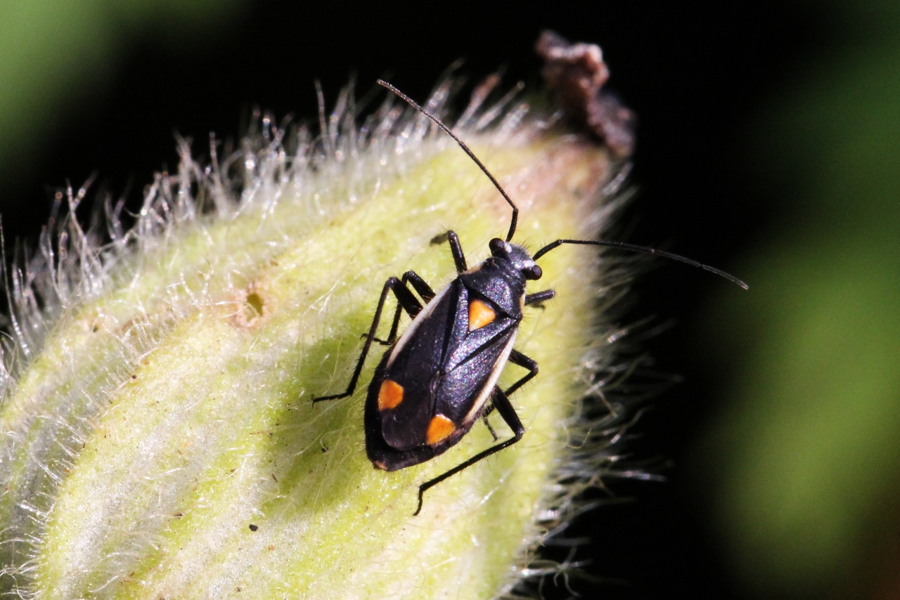 Capsodes gothicus (Linneaus, 1758)