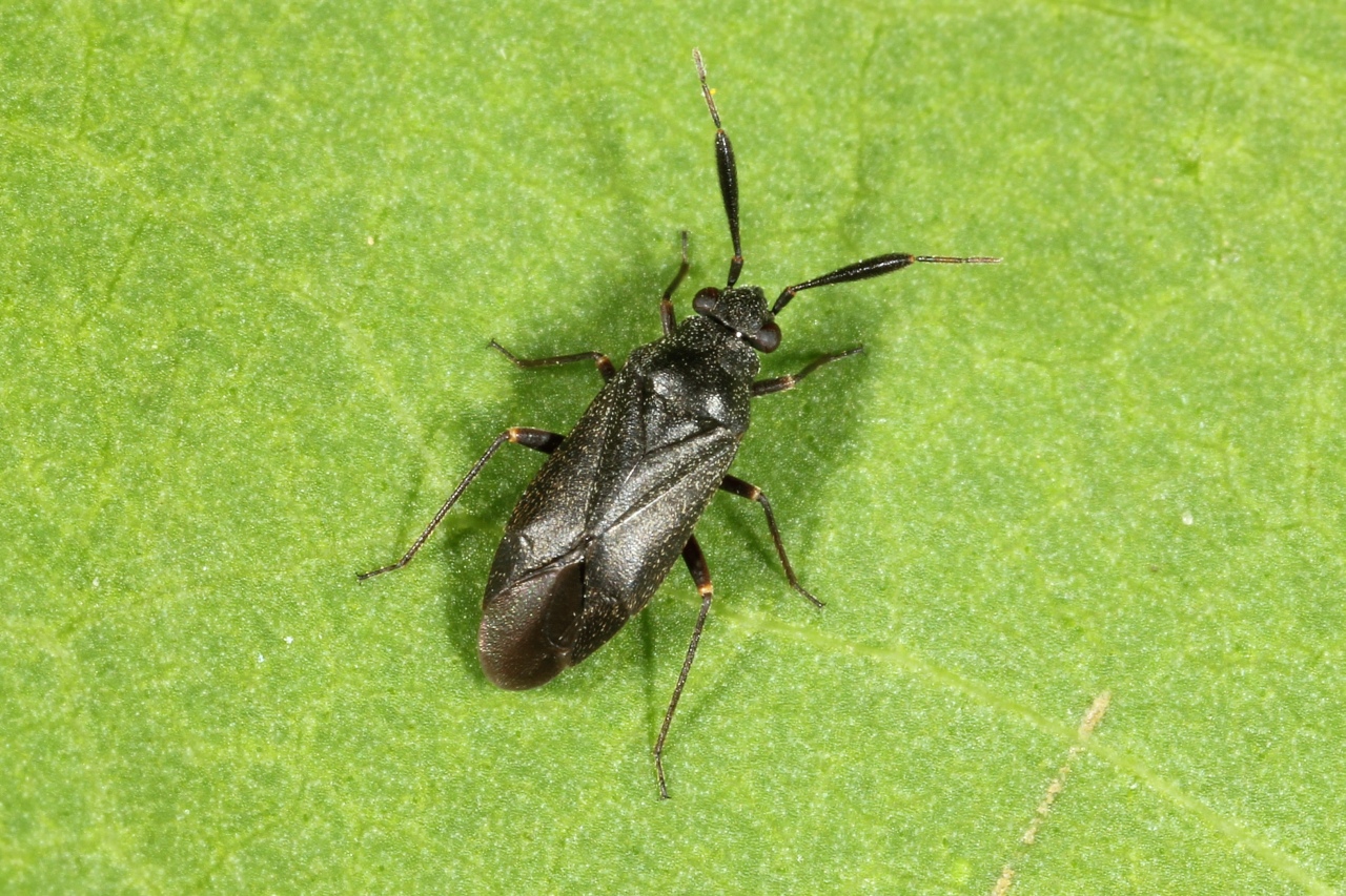 Capsus ater (Linnaeus, 1758) var. typica (forme noire)