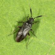 Capsus ater (Linnaeus, 1758) var. typica (forme noire)