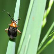 Capsus ater (Linnaeus, 1758) (forme bicolore)