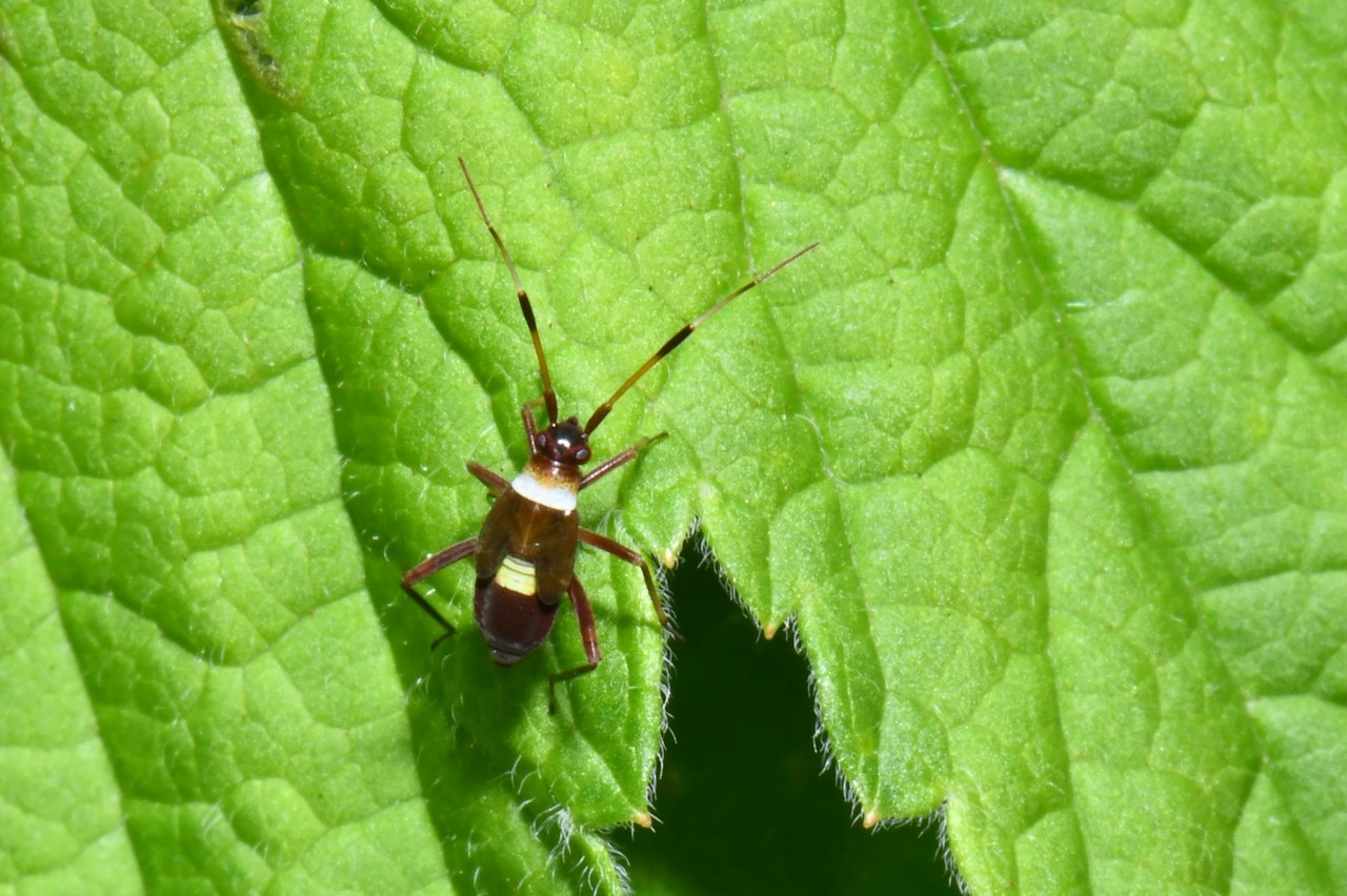 Closterotomus biclavatus (Herrich-Schäffer, 1835) (juvénile)