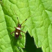 Closterotomus biclavatus (Herrich-Schäffer, 1835) (juvénile)