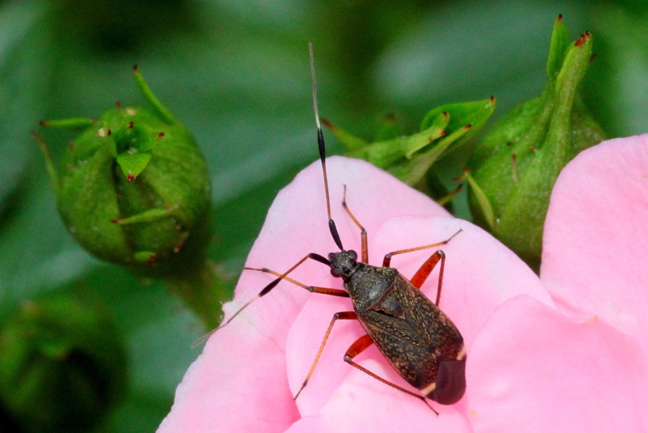 Closterotomus biclavatus (Herrich-Schäffer, 1835)