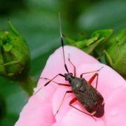 Closterotomus biclavatus (Herrich-Schäffer, 1835)