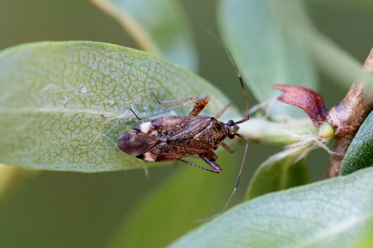 Closterotomus fulvomaculatus (De Geer, 1773)