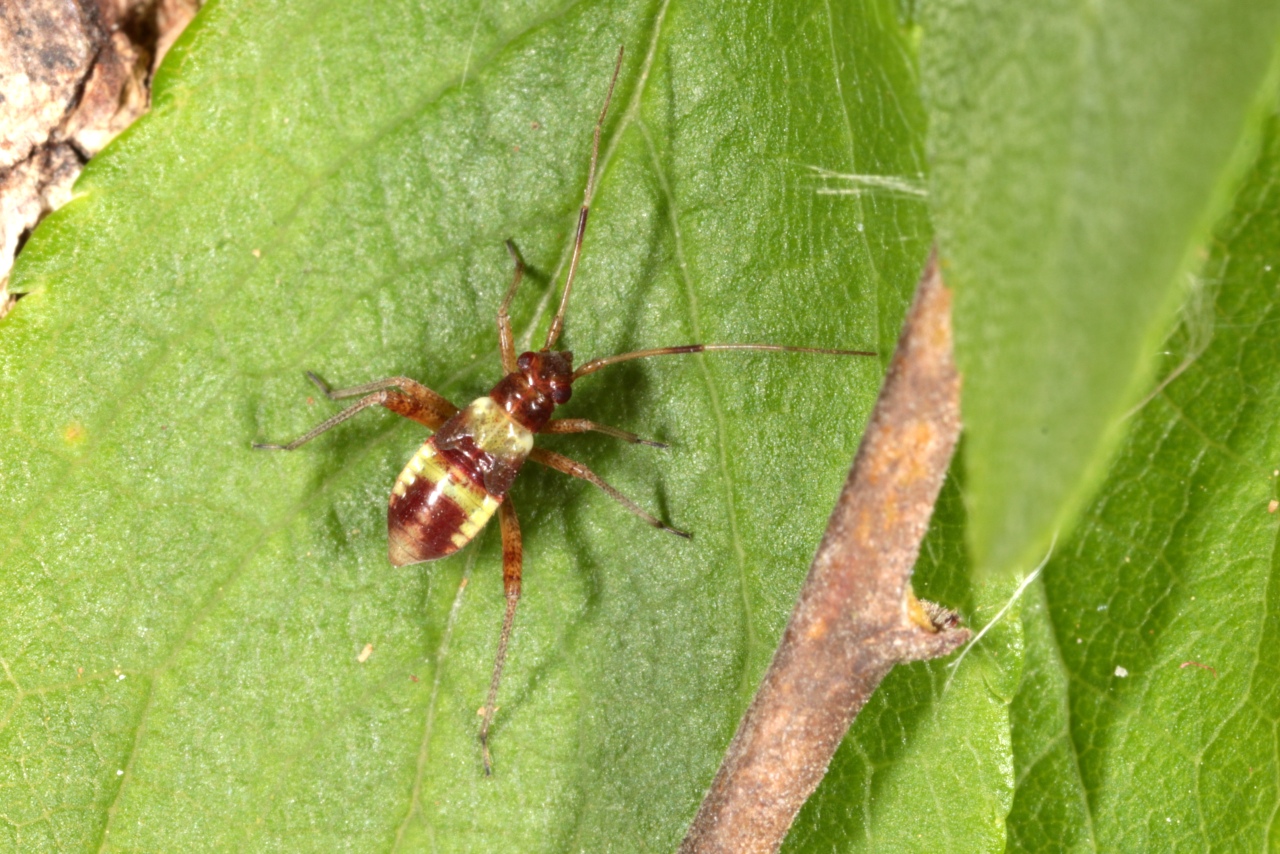 Closterotomus fulvomaculatus (De Geer, 1773) (larve)