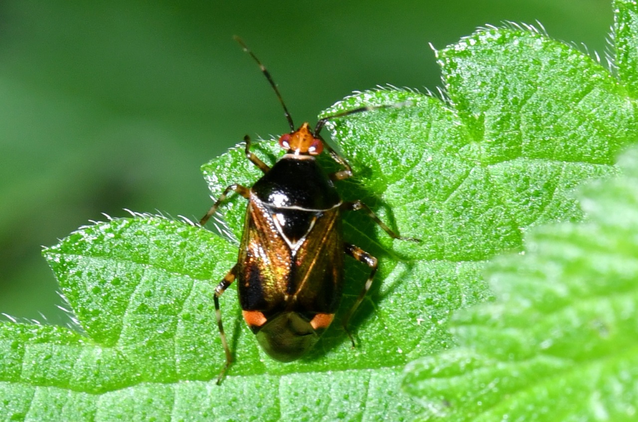 Deraeocoris flavilinea (A. Costa, 1862)