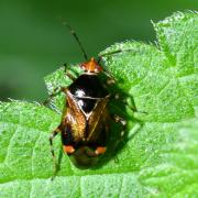 Deraeocoris flavilinea (A. Costa, 1862)