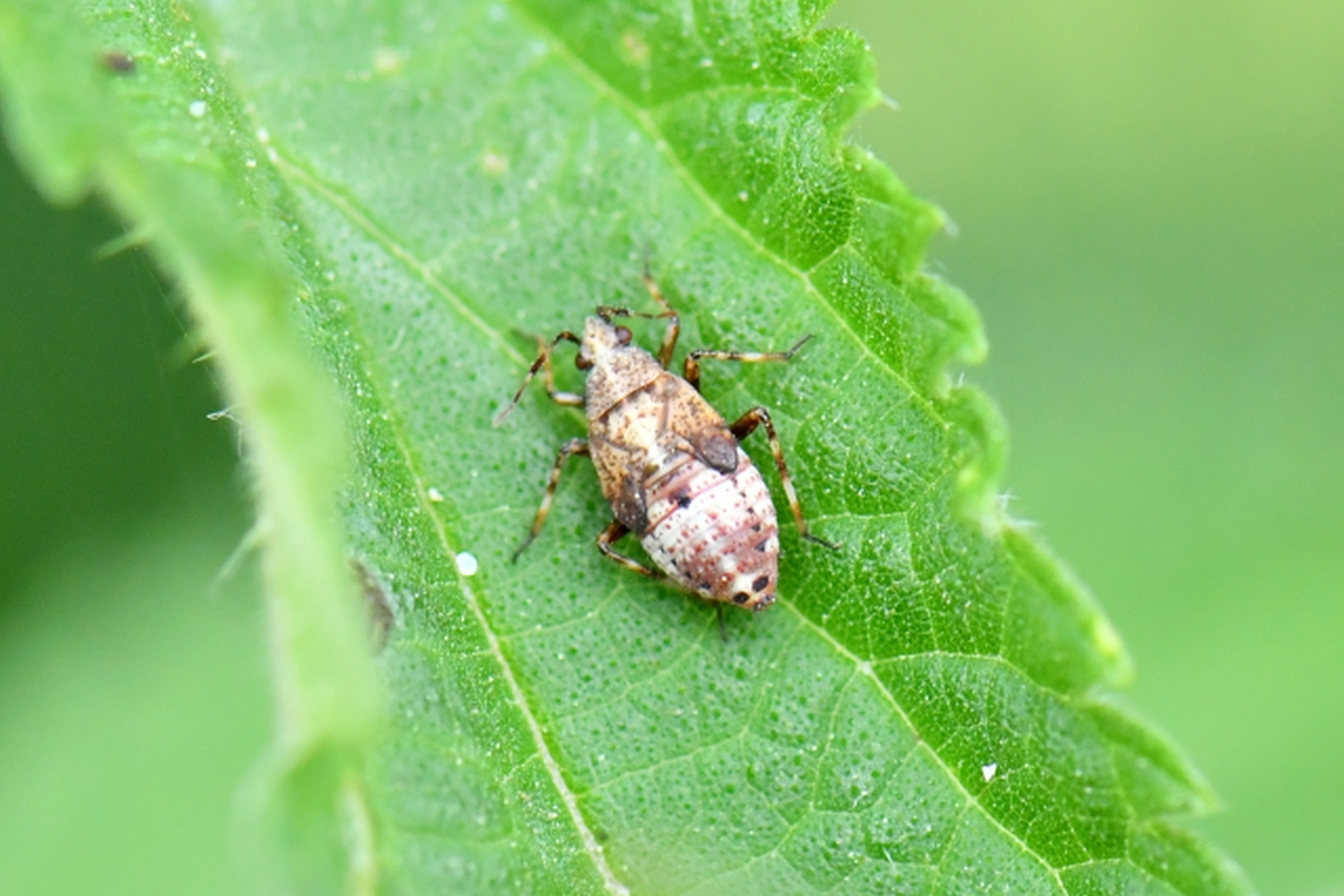 Deraeocoris flavilinea (A. Costa, 1862) (juvénile)