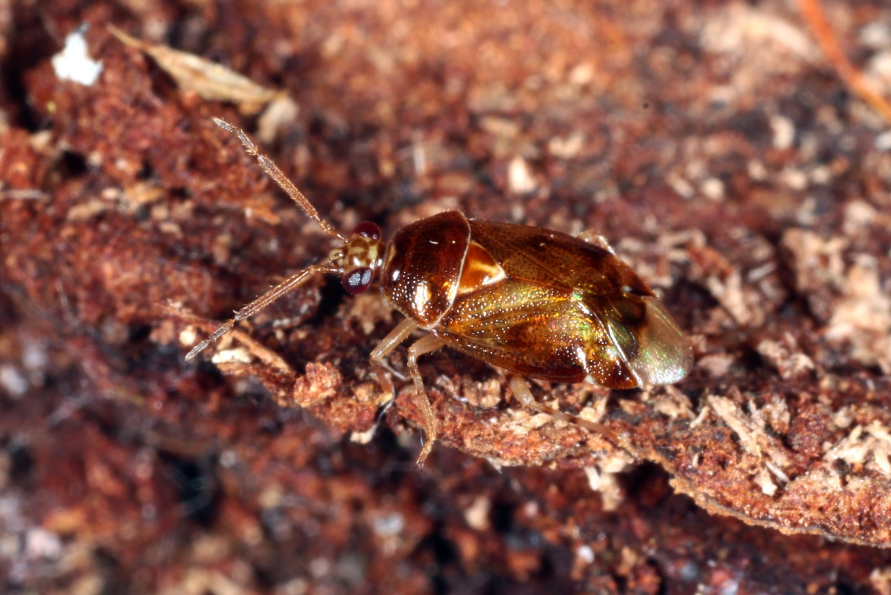 Deraeocoris lutescens (Schilling, 1837)