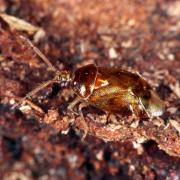 Deraeocoris lutescens (Schilling, 1837)