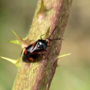 Deraeocoris ruber (Linnaeus, 1758) 