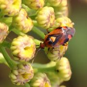 Deraeocoris ruber (Linnaeus, 1758)  