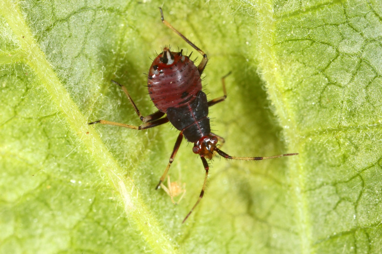 Deraeocoris ruber (Linnaeus, 1758) (larve)