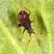 Deraeocoris ruber (Linnaeus, 1758) (larve)