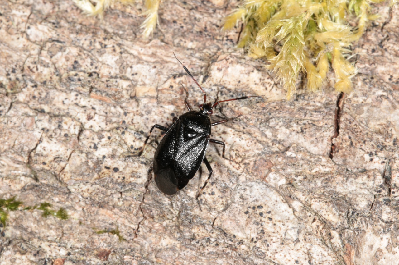 Deraeocoris trisfasciatus (Linnaeus, 1767) var. annulata