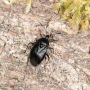 Deraeocoris trisfasciatus (Linnaeus, 1767) var. annulata