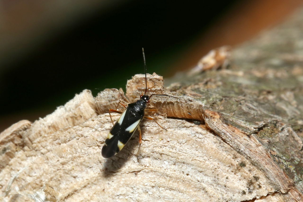 Dryophilocoris flavoquadrimaculatus (De Geer, 1773) - Punaise du Chêne