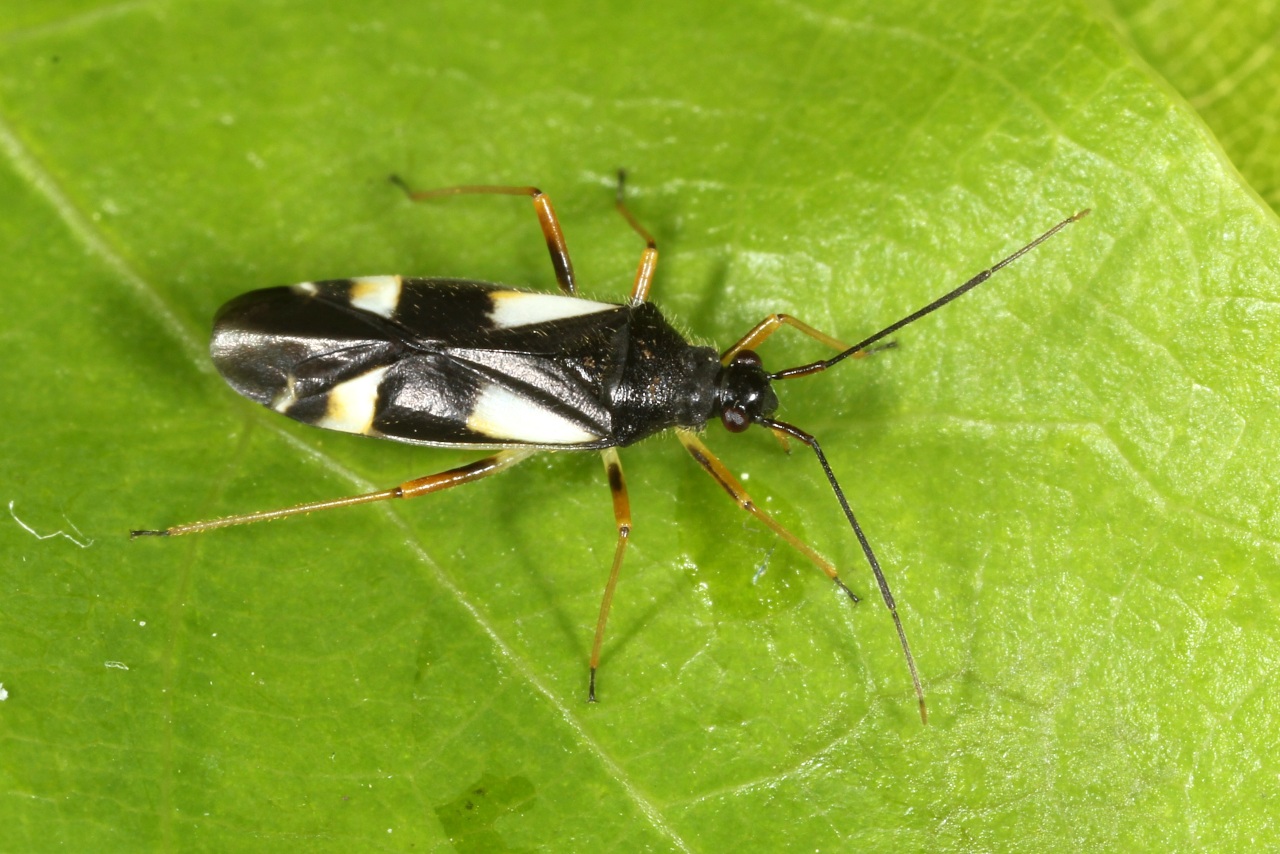 Dryophilocoris flavoquadrimaculatus (De Geer, 1773) - Punaise du Chêne