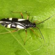 Dryophilocoris flavoquadrimaculatus (De Geer, 1773) - Punaise du Chêne