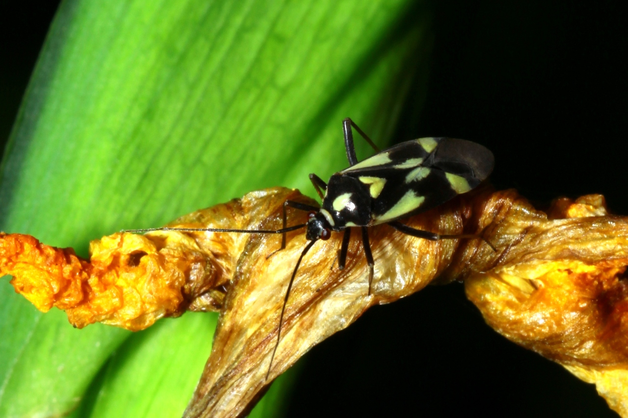 Grypocoris sexguttatus (Fabricius, 1777)