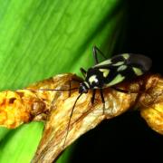 Grypocoris sexguttatus (Fabricius, 1777)