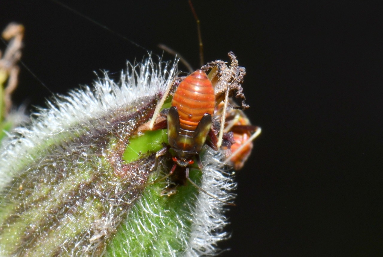 Grypocoris sexguttatus (Fabricius, 1777) (larve stade V)