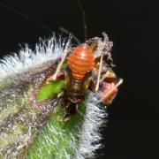 Grypocoris sexguttatus (Fabricius, 1777) (larve stade V)