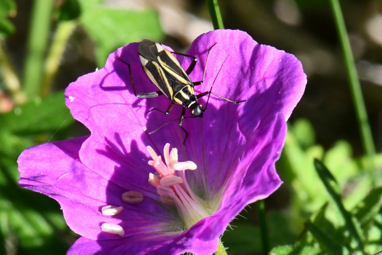 Hadrodemus m-flavum (Goeze, 1778)