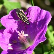 Hadrodemus m-flavum (Goeze, 1778)