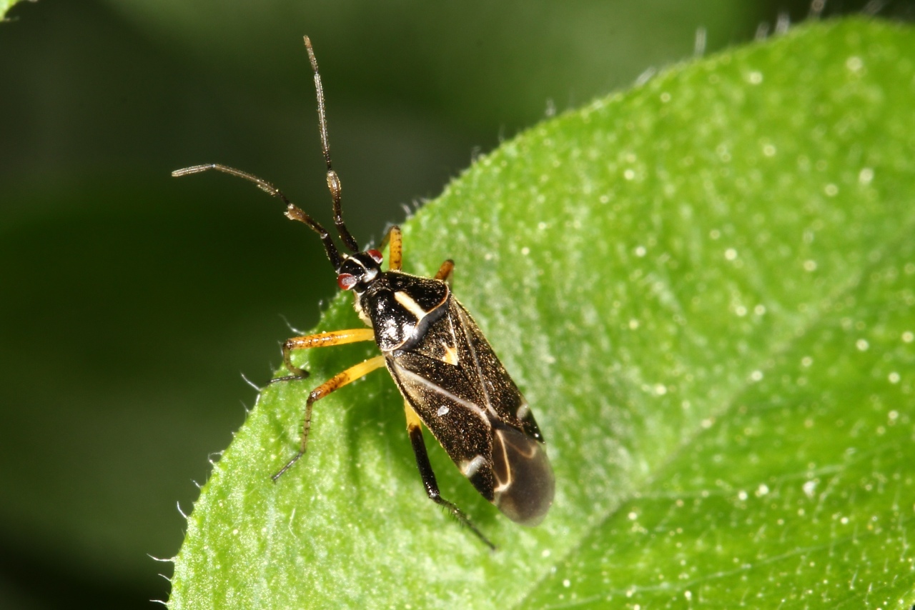 Harpocera thoracica (Fallén, 1807) (mâle)