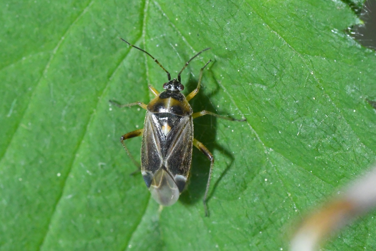 Harpocera thoracica (Fallén, 1807) (femelle)