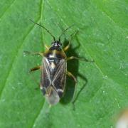 Harpocera thoracica (Fallén, 1807) (femelle)