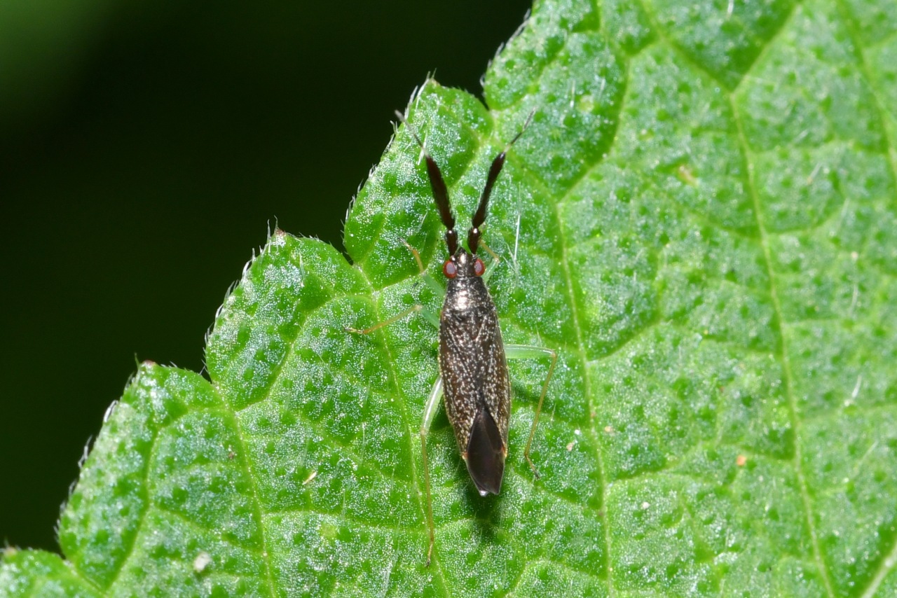 Heterotoma planicornis (Pallas, 1772)