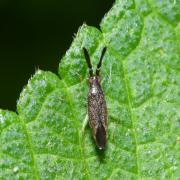 Heterotoma planicornis (Pallas, 1772)