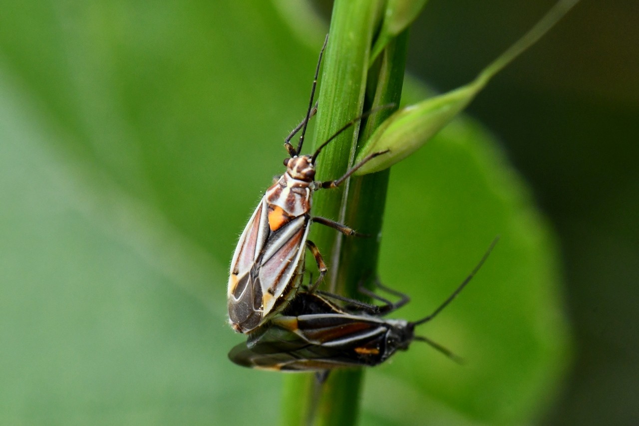 Horistus orientalis (Gmelin, 1790) (accouplement)