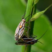 Horistus orientalis (Gmelin, 1790) (accouplement)