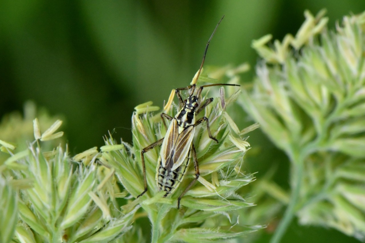 Leptopterna dolabrata (Linnaeus, 1758) (femelle) 