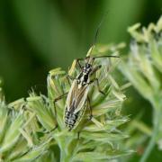 Leptopterna dolabrata (Linnaeus, 1758) (femelle) 