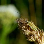 Leptopterna dolabrata (Linnaeus, 1758) (femelle)