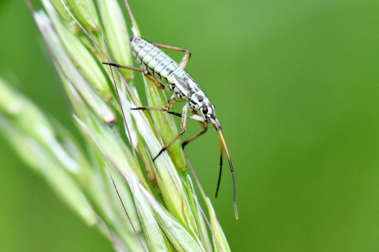 Leptopterna dolabrata (Linnaeus, 1758) (juvénile)