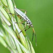 Leptopterna dolabrata (Linnaeus, 1758) (juvénile)