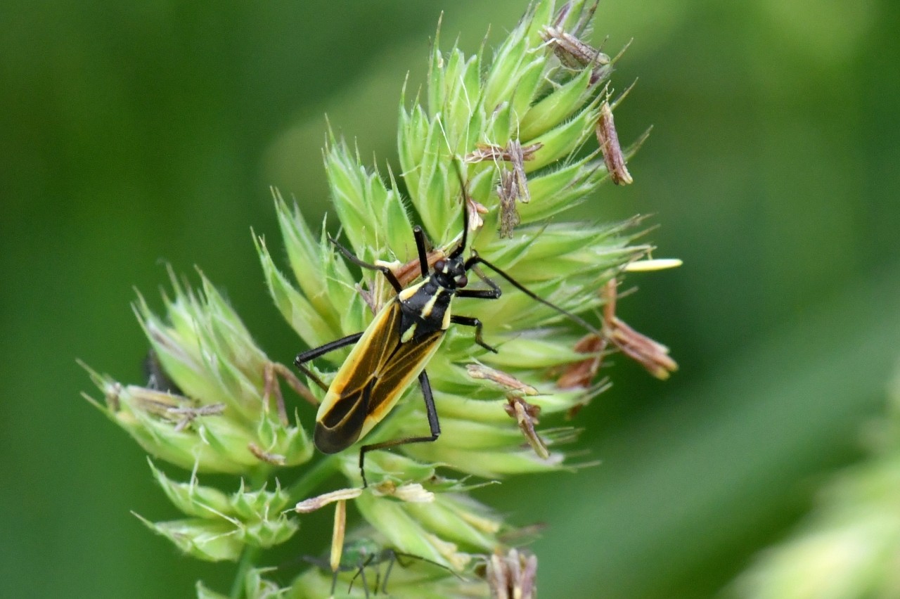 Leptopterna dolabrata (Linnaeus, 1758) (mâle) 