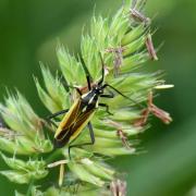 Leptopterna dolabrata (Linnaeus, 1758) (mâle) 