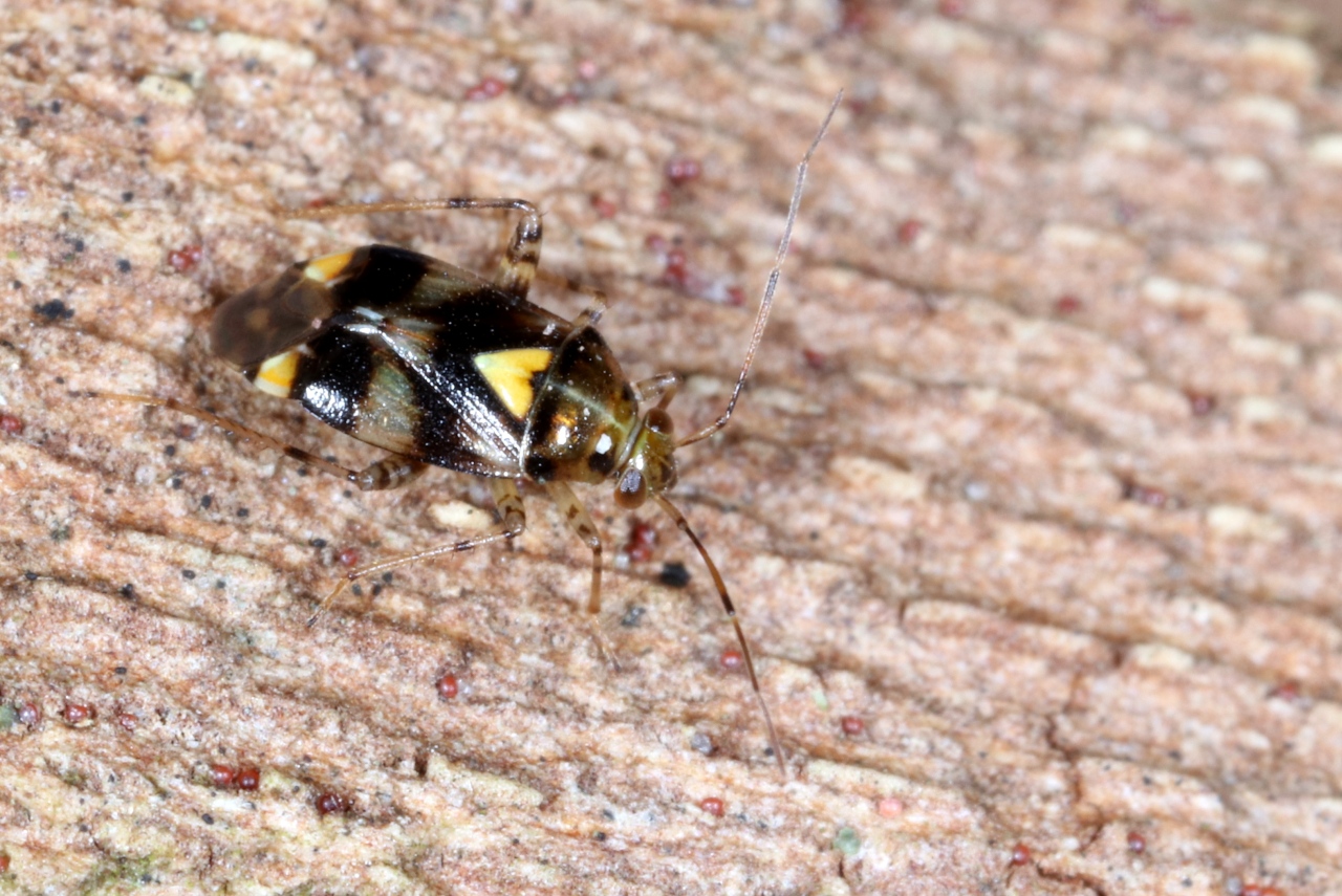 Liocoris tripustulatus (Fabricius, 1781) - Punaise de l'ortie