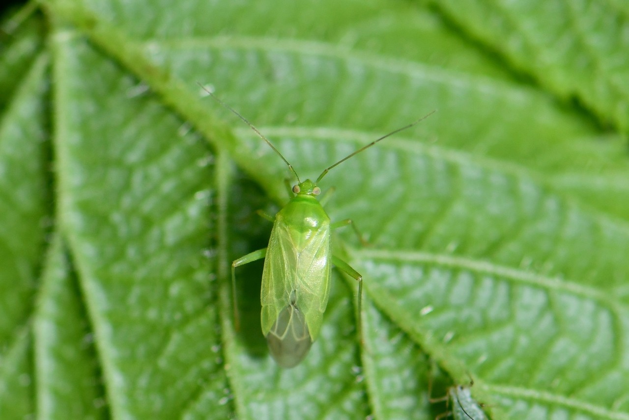 Lygocoris pabulinus (Linnaeus, 1760) - Punaise verte des pousses